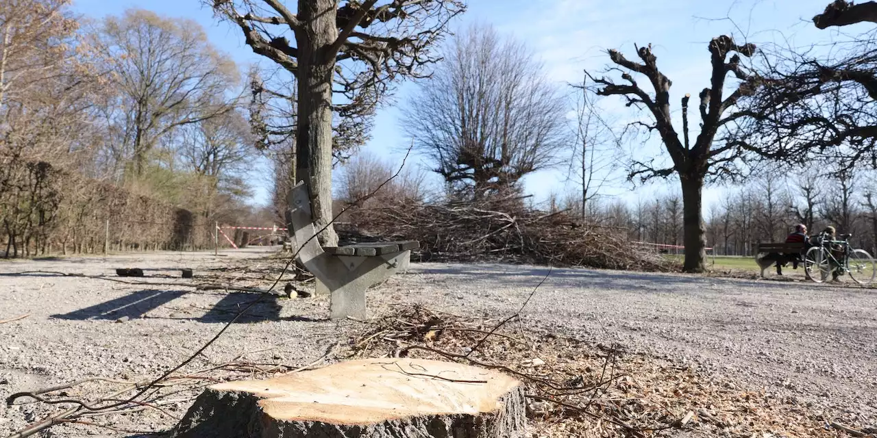 Fällung von 111 Bäumen im Augarten nach Bakterienbefall