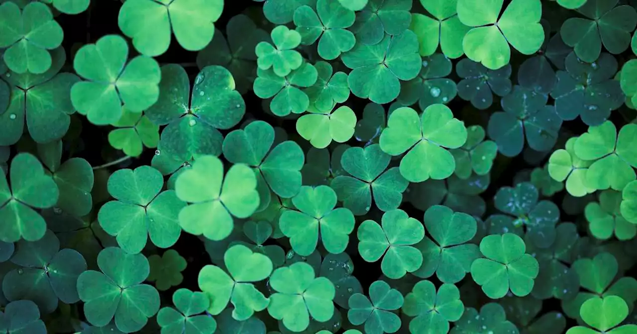 This St Patrick’s Day, instead of wearing green, do something green