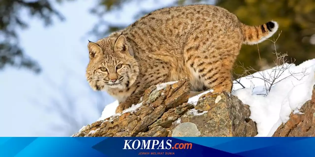 Mengenal Kucing Bobcat, Bisakah Dijadikan Hewan Peliharaan?