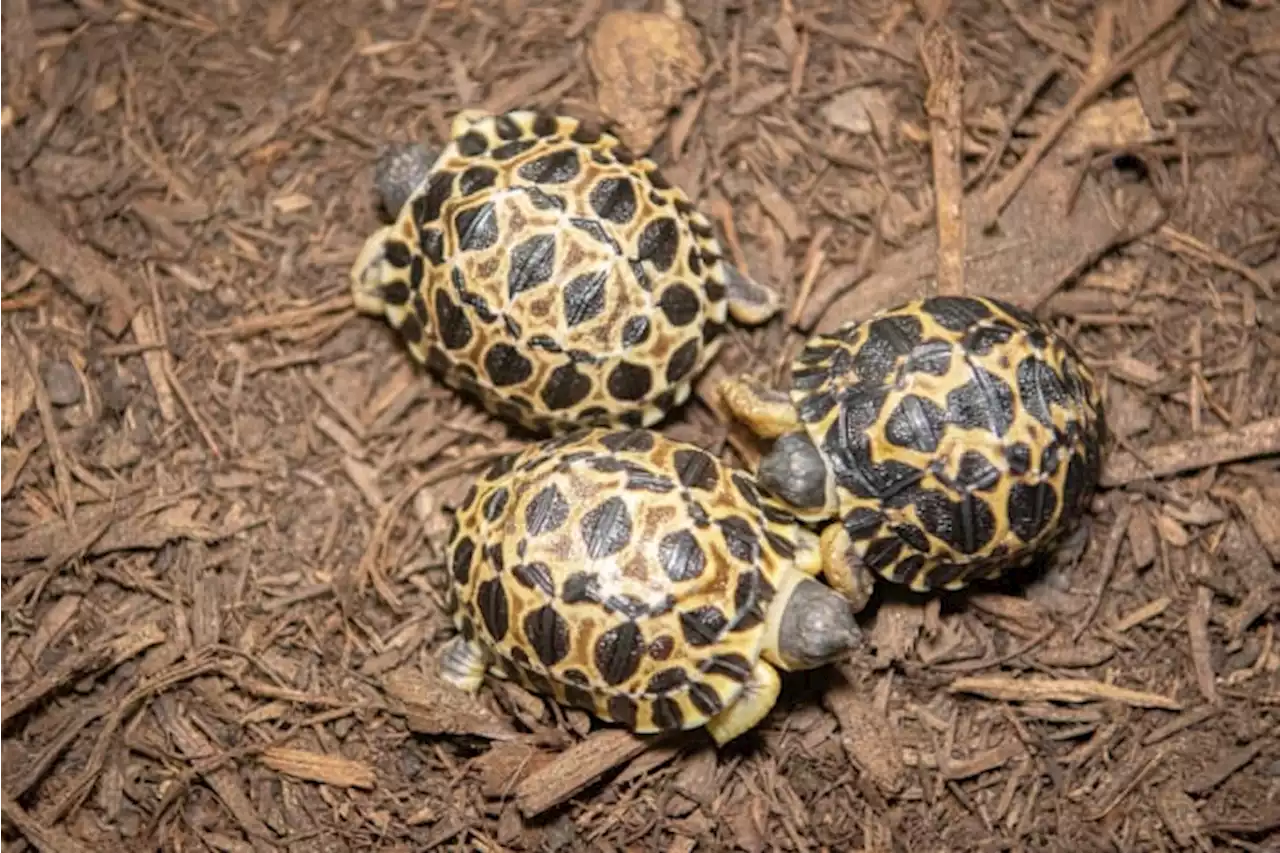 A ‘big Dill!:’ Houston Zoo’s oldest tortoise ‘Mr. Pickles’ becomes father to 3 ADORABLE hatchlings