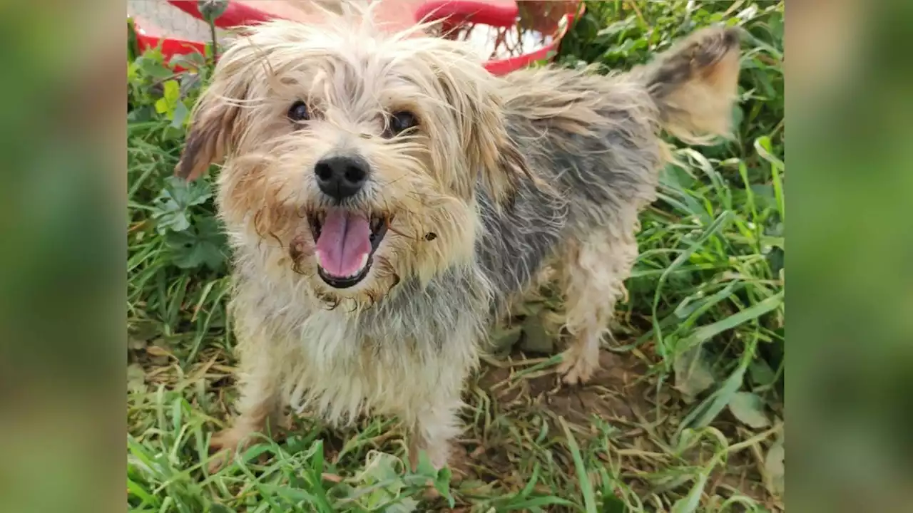 Tiere auf der Suche nach einem Zuhause