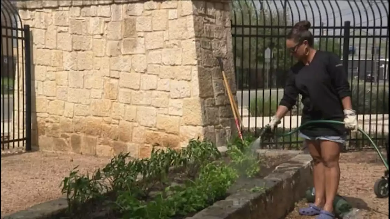 Gardening with KSAT: How to plant a beginner organic pollinator garden