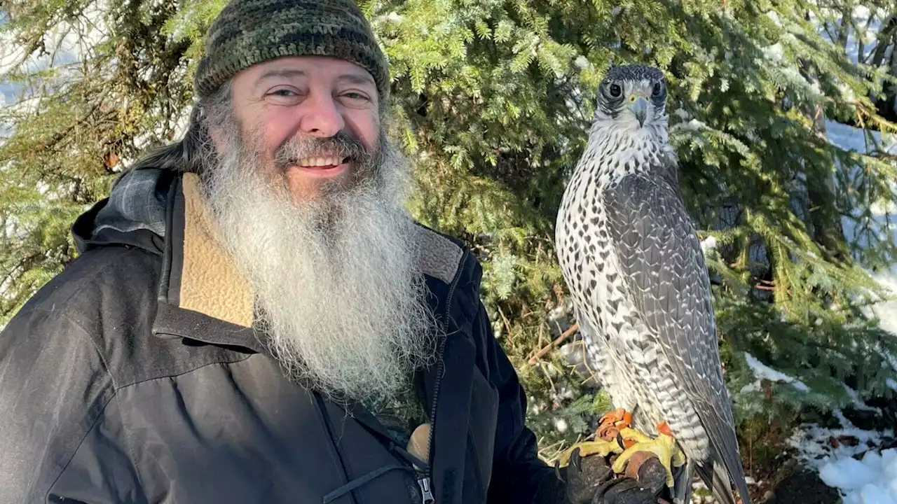 Haines falconer trains bird of his dreams