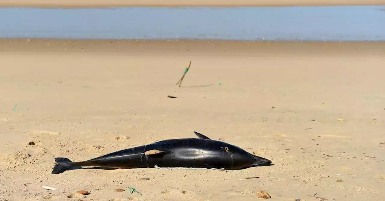 Plus de 900 dauphins échoués sur la côte atlantique cet hiver