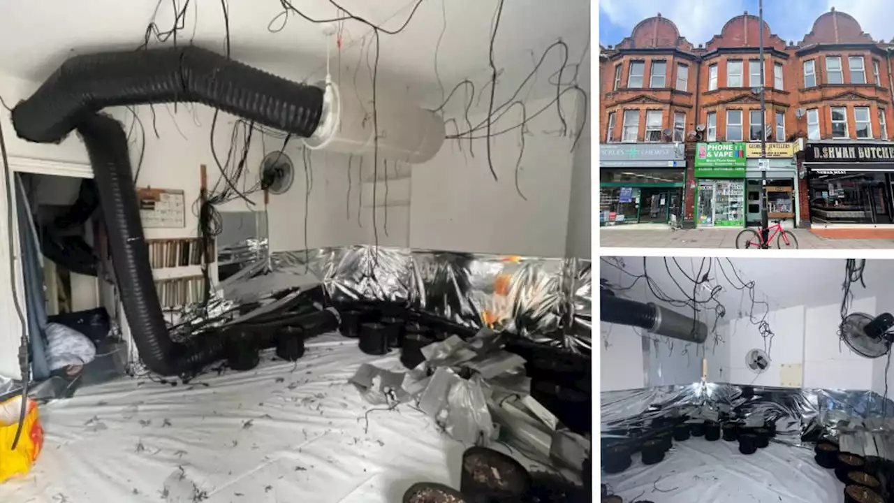 London flat transformed into cannabis factory auctioned off in just eight days after 'unprecedented interest'