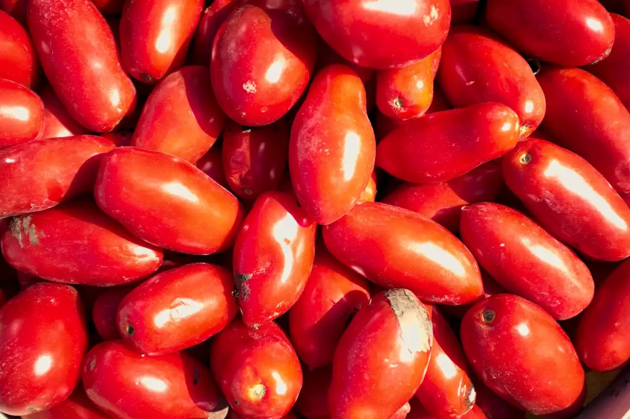 A mano | 3600 secondi per 100 chili di pomodori - Linkiesta.it