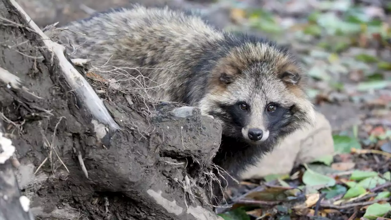 Raccoon dog DNA from Wuhan market supports the idea that COVID came from animals