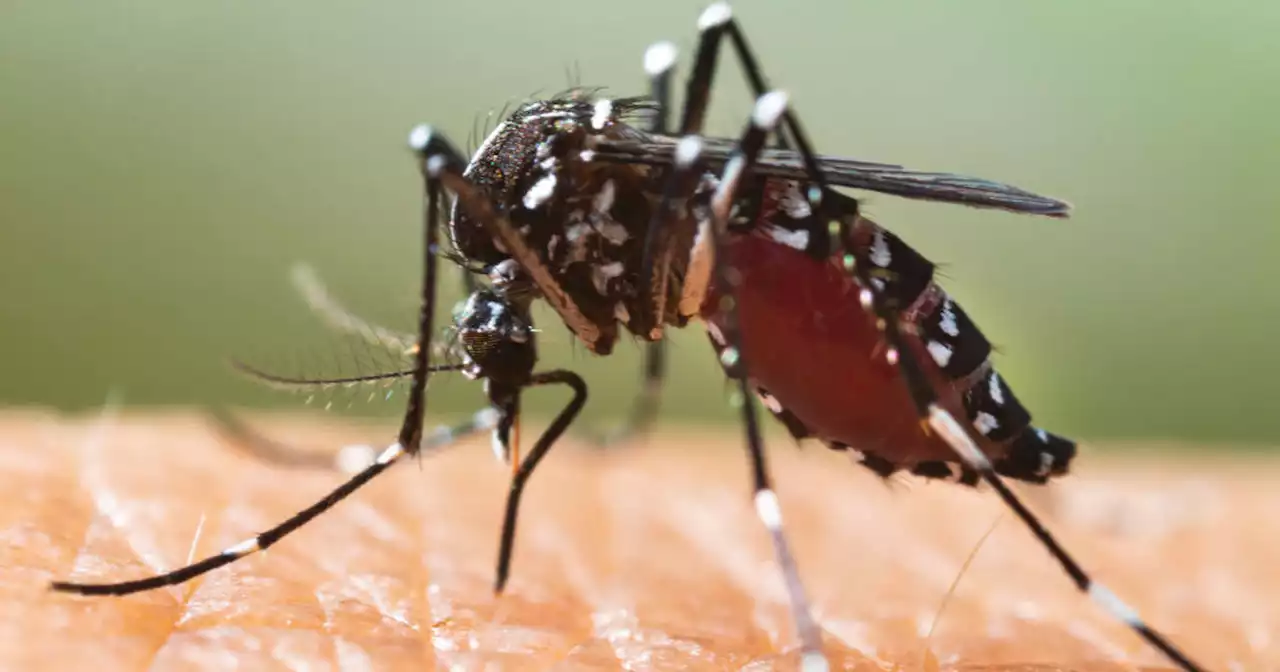 Moustique-tigre ou mouche tsé-tsé, faut-il tuer les « nuisibles » ?