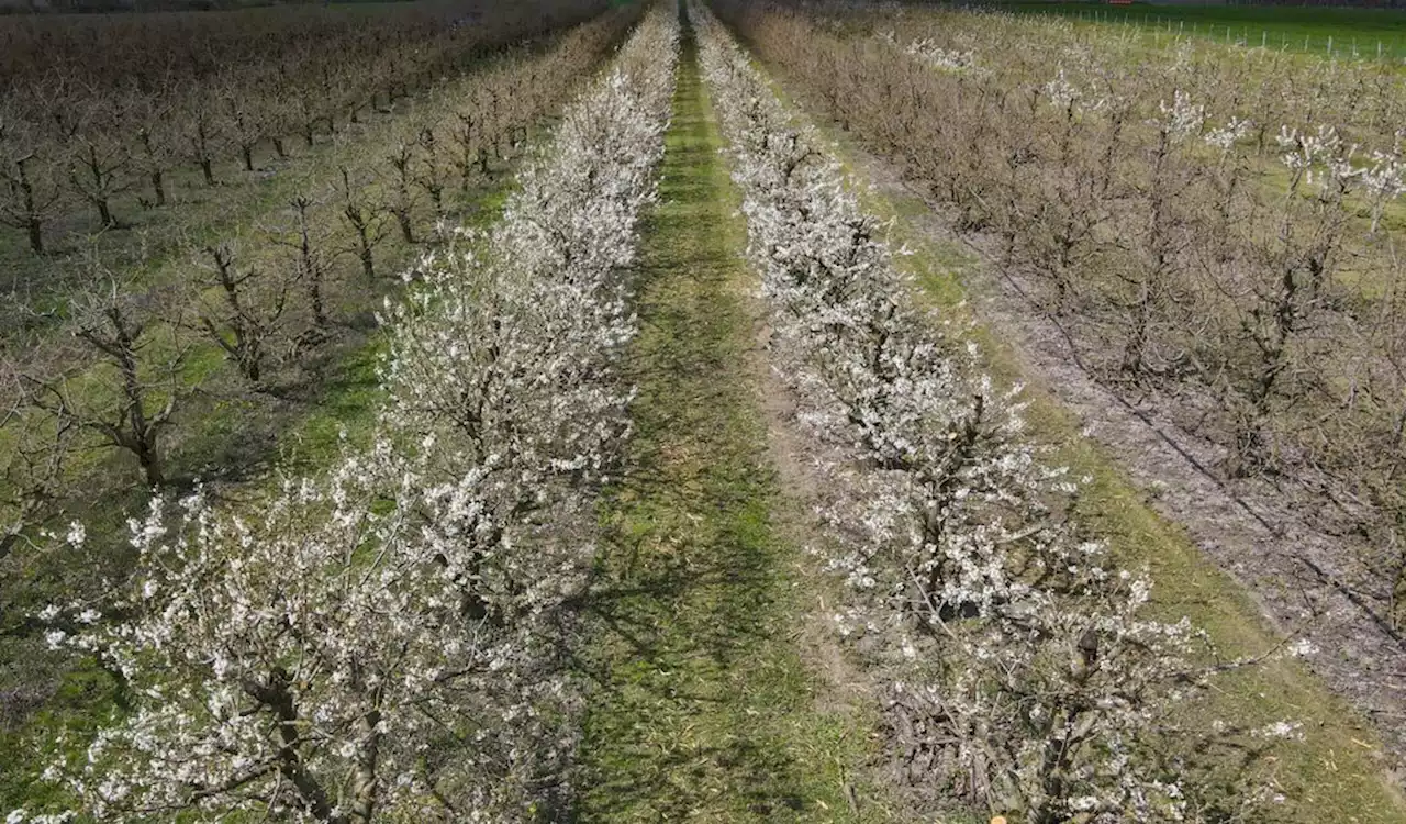 Auf Obstplantage bei Hamburg: Arbeiter kollidiert mit Drahtseil und stirbt