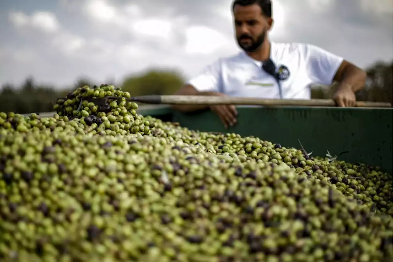 Spain police arrest 16 in olive heist | The Malaysian Insight