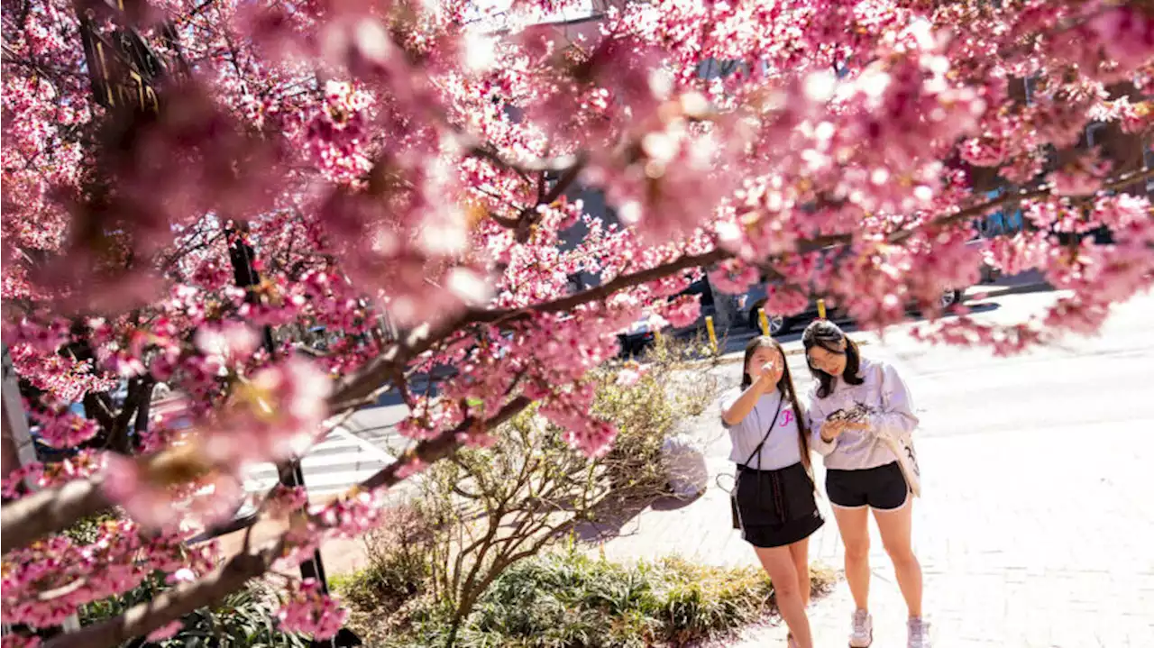 Colder than usual spring causes delays for UW cherry blossoms