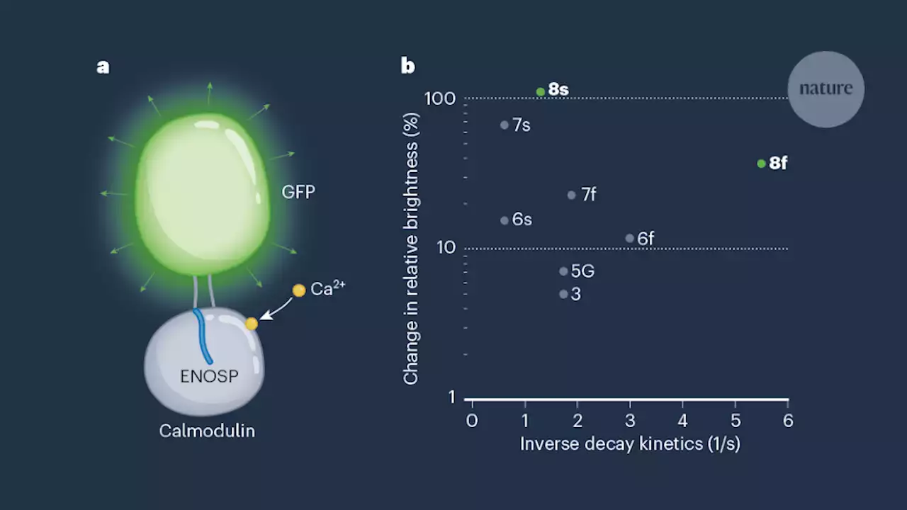 Fastest-ever calcium sensors broaden the potential of neuronal imaging