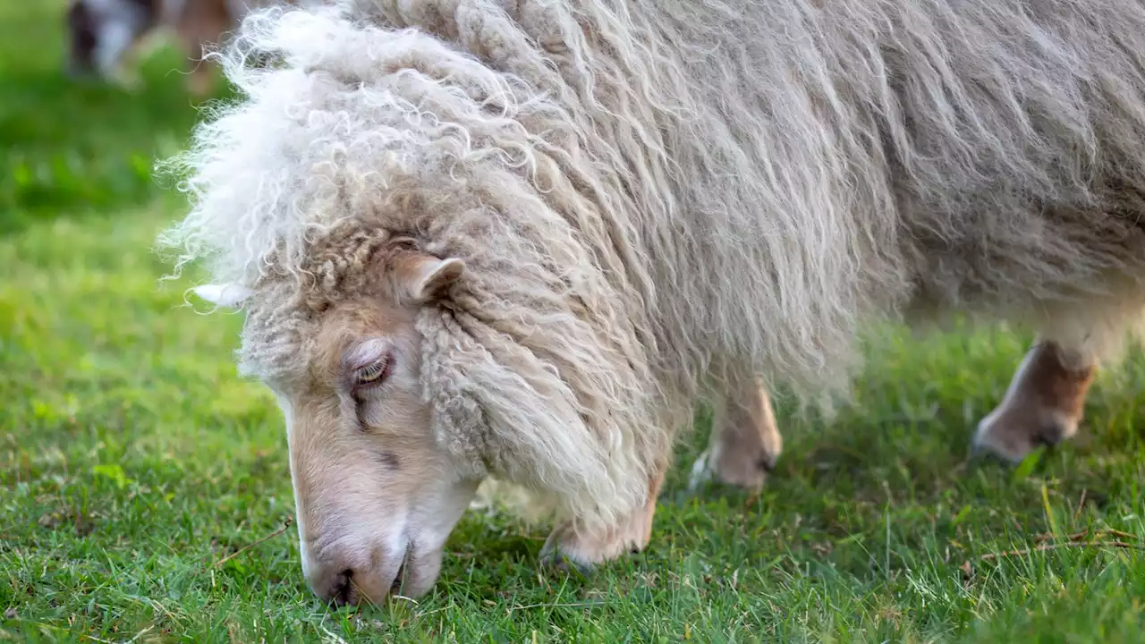 Fluffy Sheep Season Is Baaack; Watch the Ancient Art of Shearing at a Local Farm