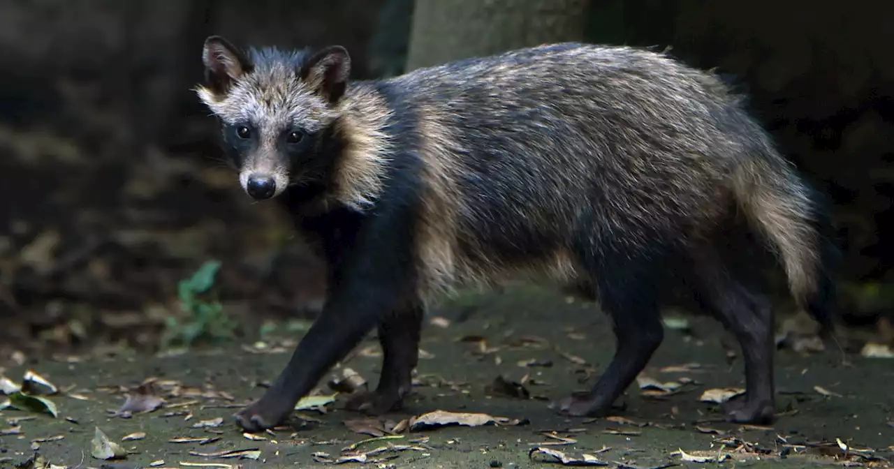 New Covid origins data suggests pandemic linked to raccoon dogs at Wuhan market