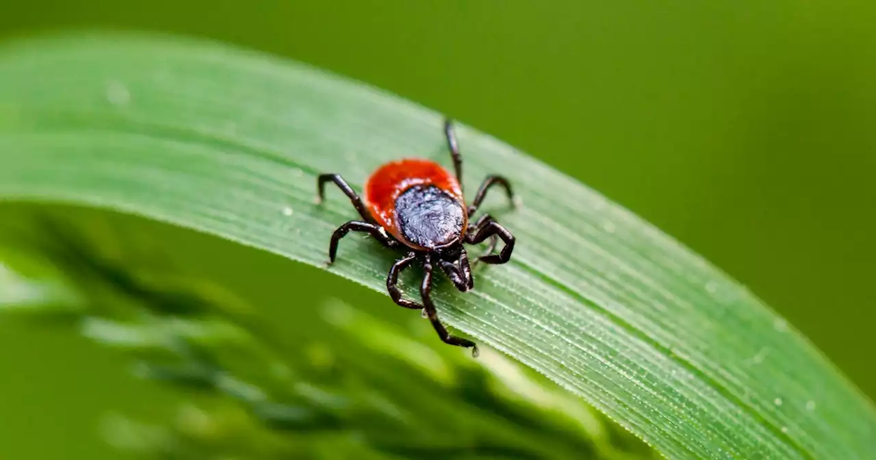 Cases of yet another tick-borne disease are rising in the Northeast, CDC says