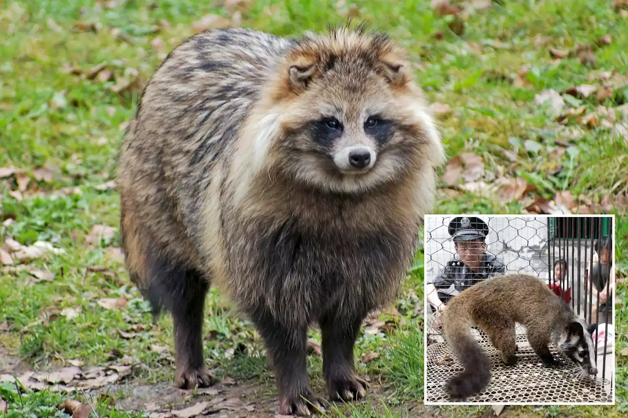 COVID-19 pandemic may have originated in raccoon dogs in China: report