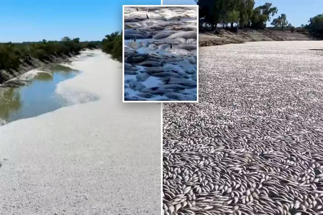 Distressing photos show 1 million dead fish floating in river