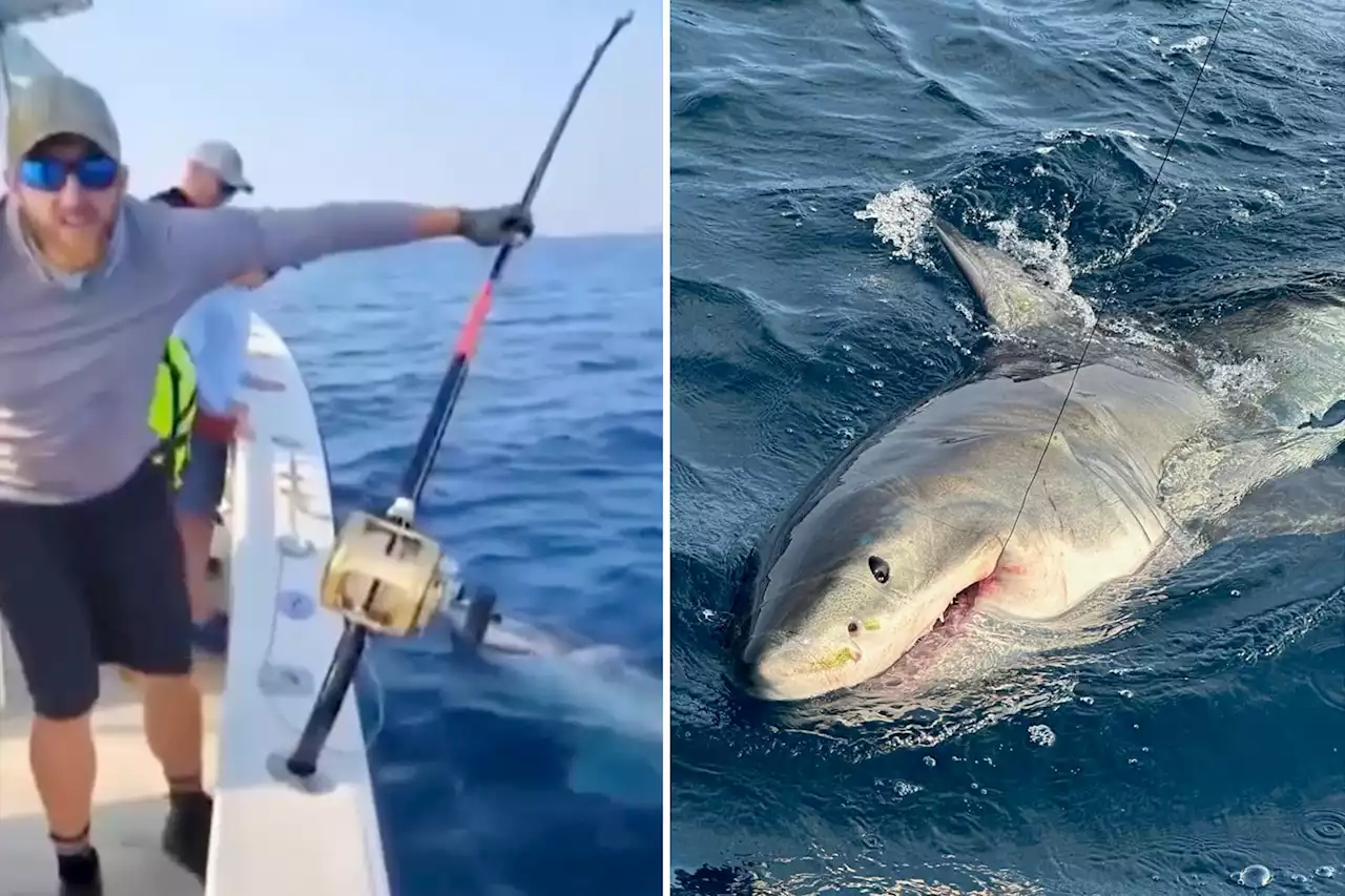 Family on Florida vacation reels in great white shark