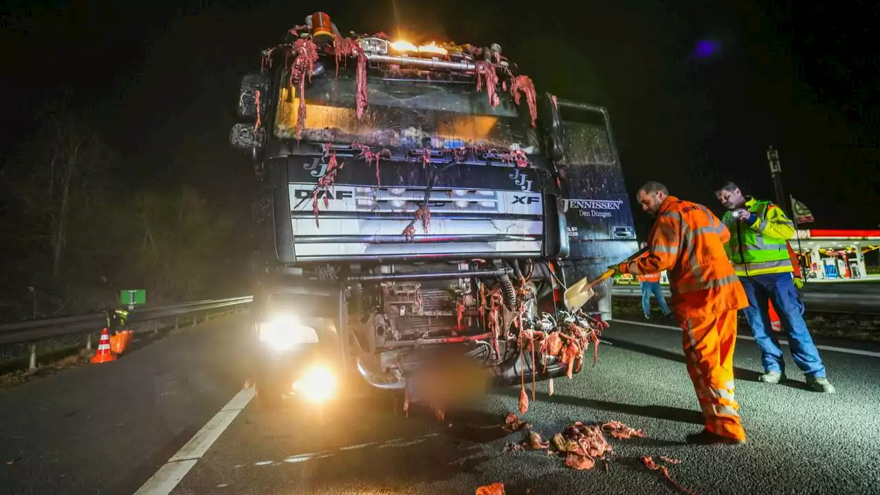 112-nieuws: A67 weer open na ravage met slachtafval • getuigen gezocht