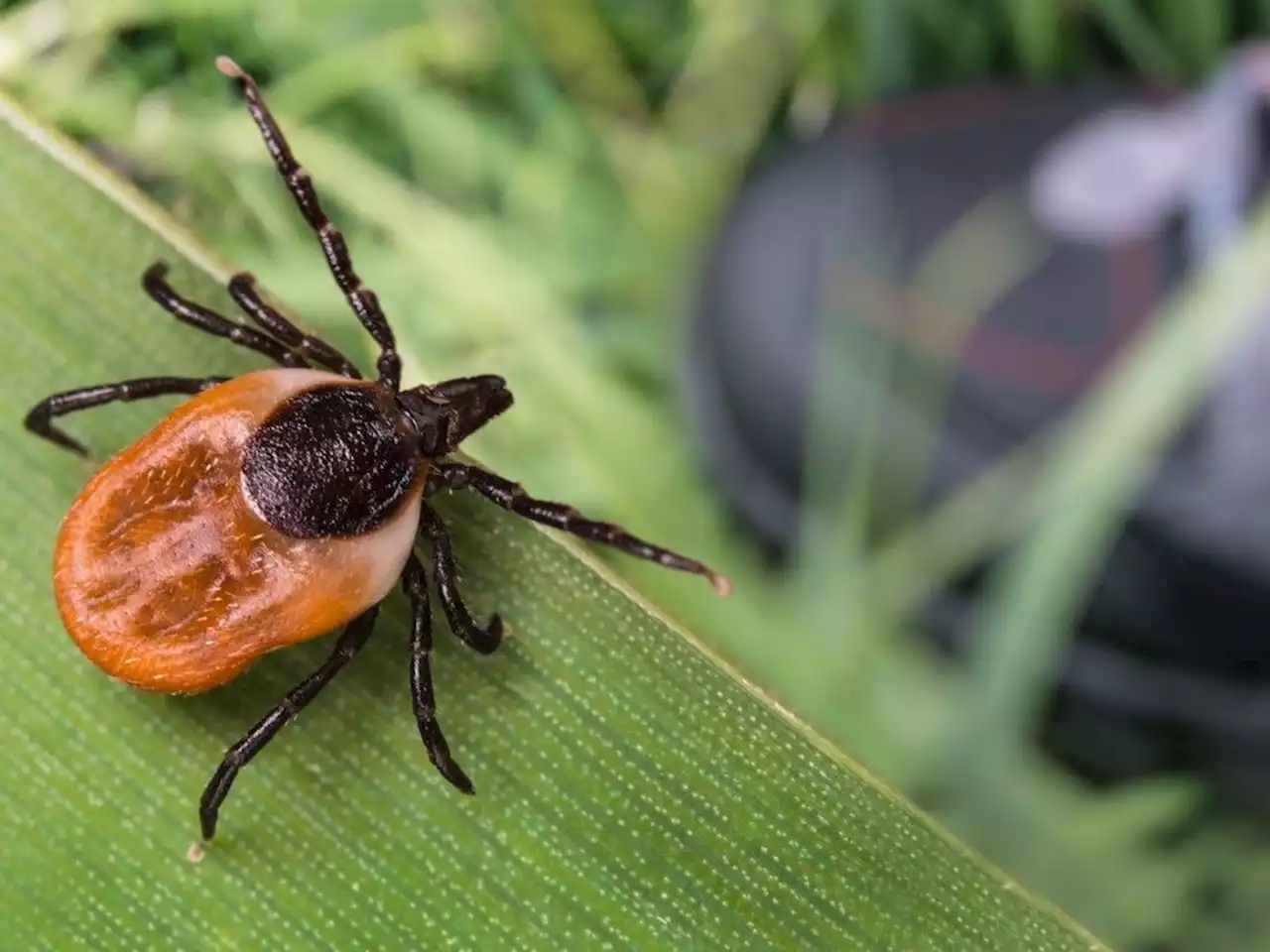 How to manage tick risks