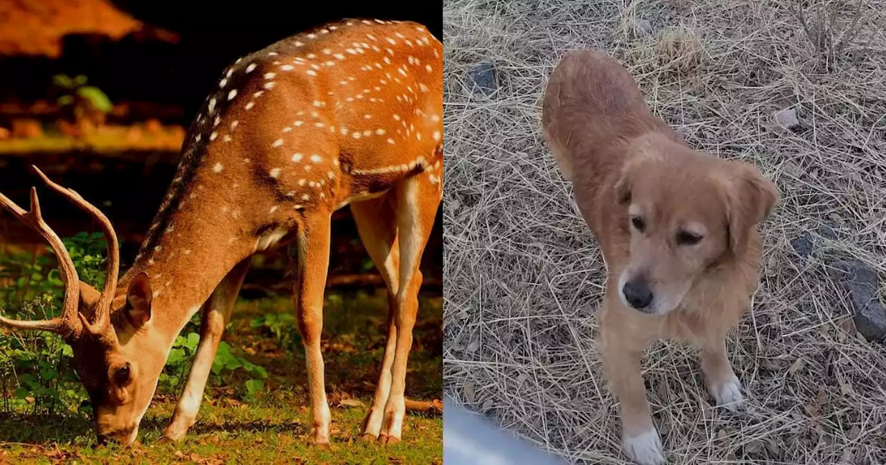 Ante consumo de venados y maltrato animal, urge reglamento para su protección en Purísima