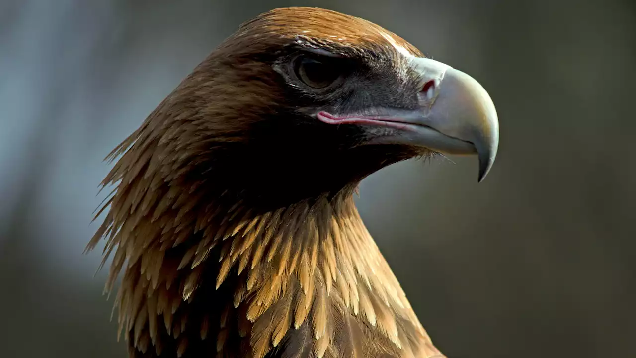 An extinct 10-foot-long eagle could pick up kangaroos with its terrifying talons