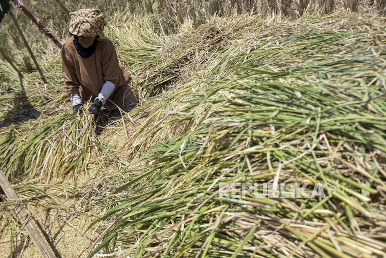 Senator DPD: Harga Beras Naik Petani Harus Untung! |Republika Online