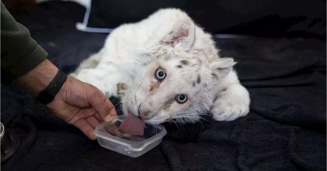 Athens zoo fights to save tiger cub found in garbage