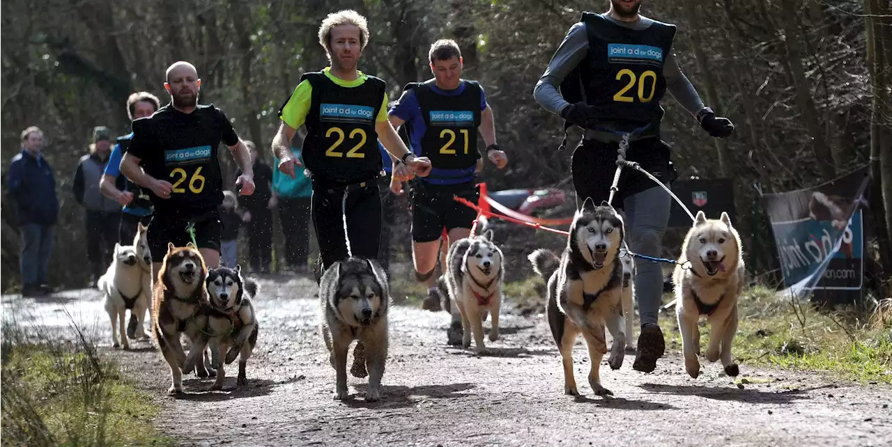 Three Dogs Killed By Poison At French Canicross Competition