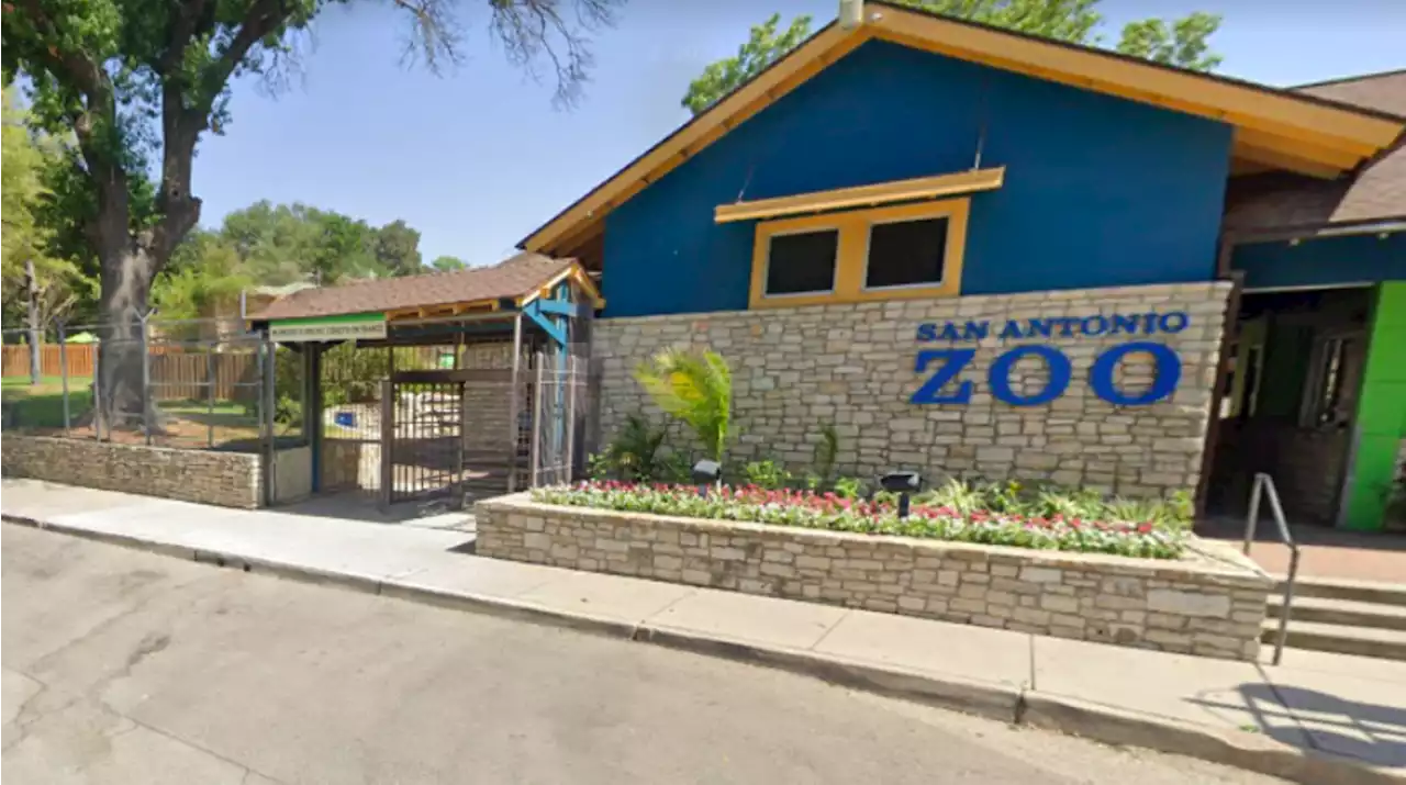 One child in critical condition following tree branch collapse at San Antonio Zoo