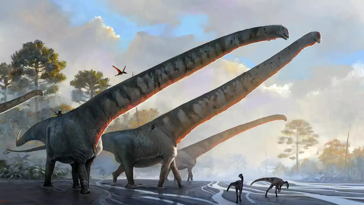 Longest Neck of Any Animal Ever: New Fossil Analysis Reveals Dinosaur With 50-Foot Neck