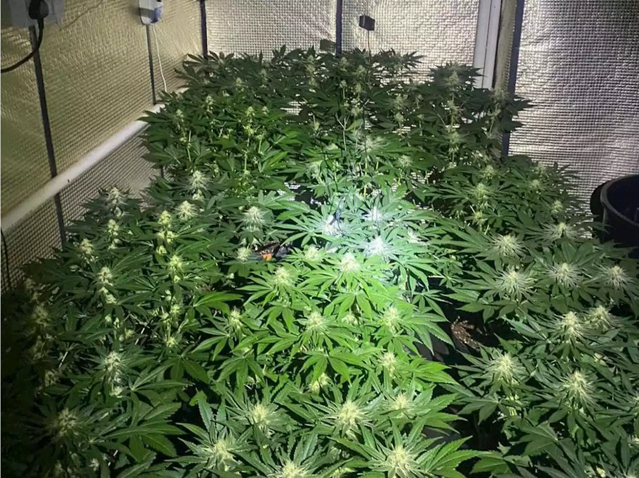 More than 200 cannabis plants seized and one arrested in Wellington drugs raid