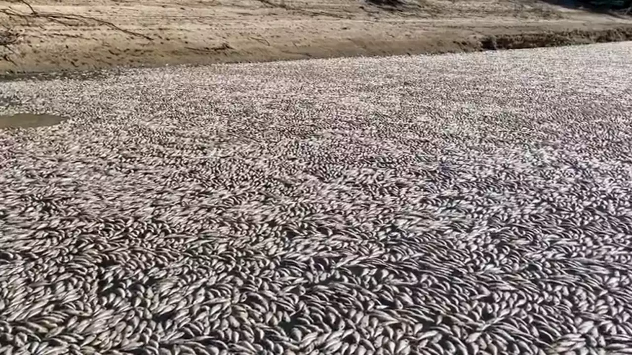 Hundreds of thousands of fish found dead in NSW