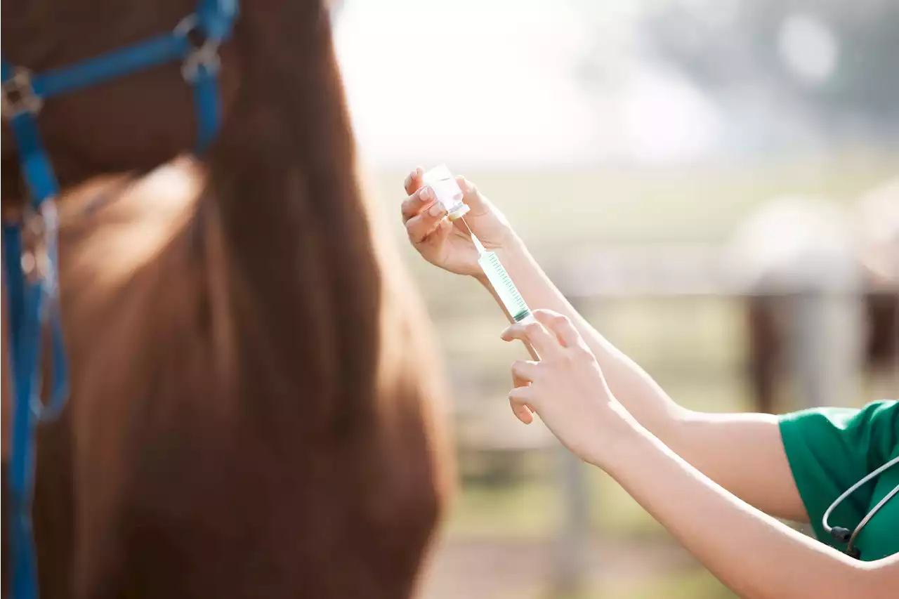 African horse sickness threatens equine industry amid reported vaccine shortage | The Citizen