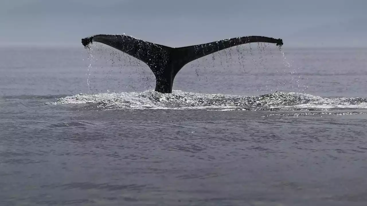 Sjælden hval spottet i Nordjylland