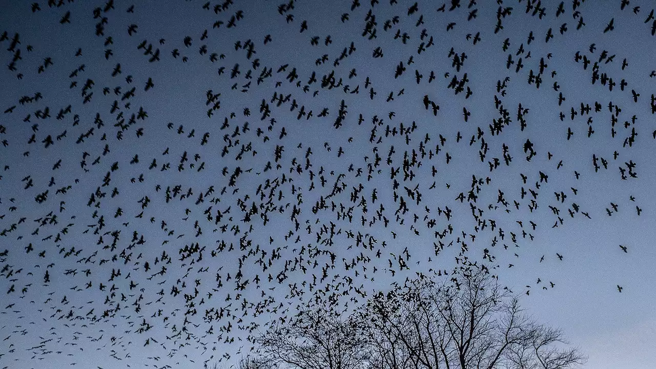 Hærger rågerne også dig? Sådan slipper du af med dem