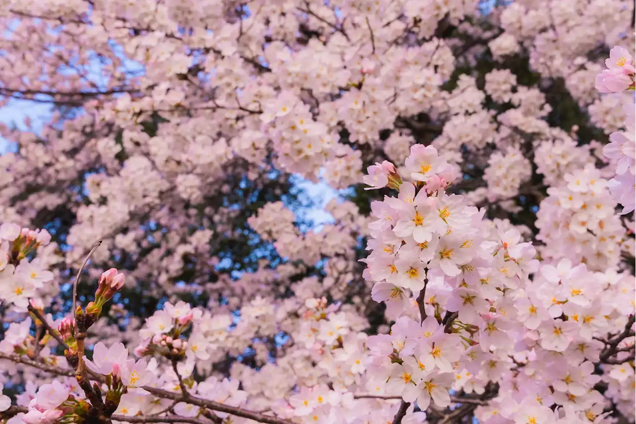 🌸🌸Weekend Cherry Blossom Update: Some Blooms at the Tidal Basin🌸🌸