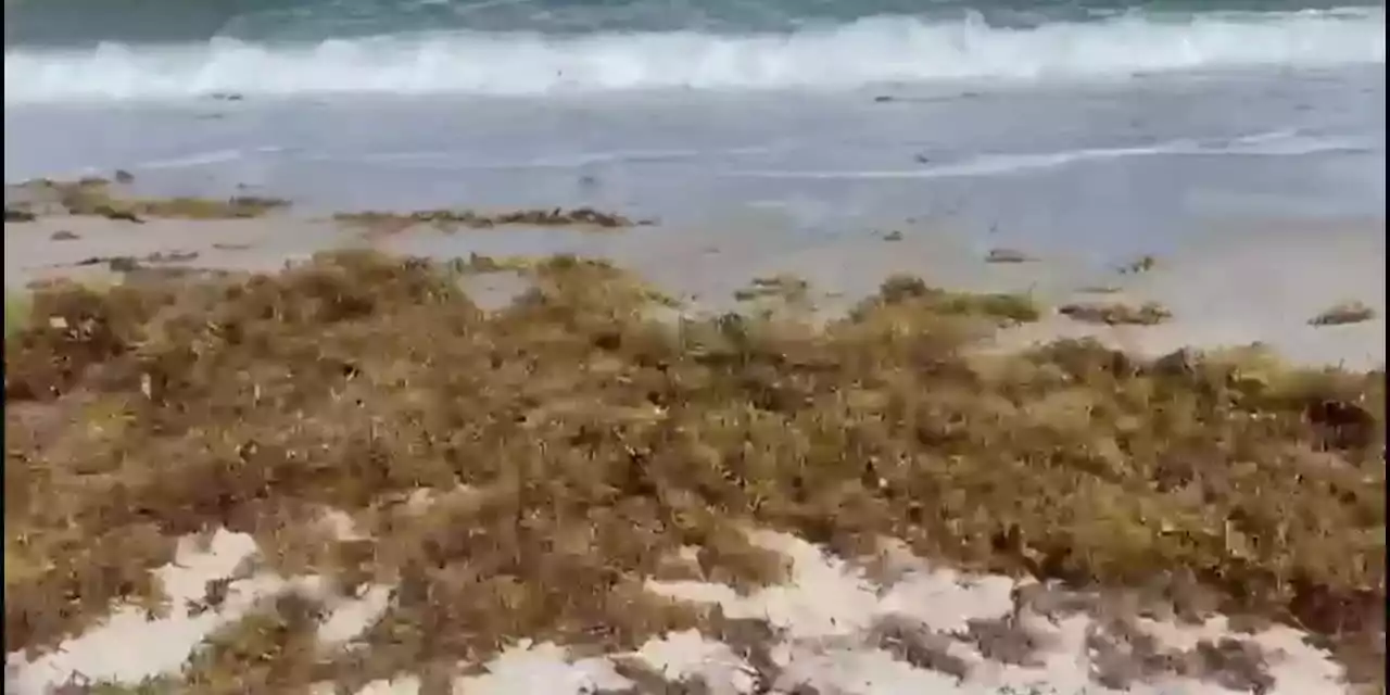 Large seaweed blobs threaten Florida’s beaches