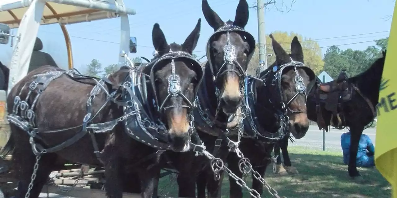 Saddle Club celebrates 50 years with Wagon Train