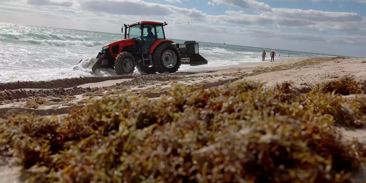 A Sargassum Bloom Is Heading Toward Florida: What to Know About the Seaweed Mass