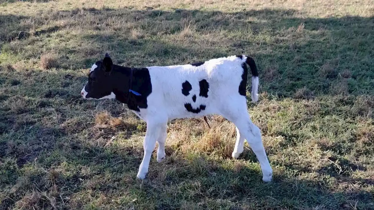 Australie: un veau avec des taches en forme de smiley adopté comme animal de compagnie