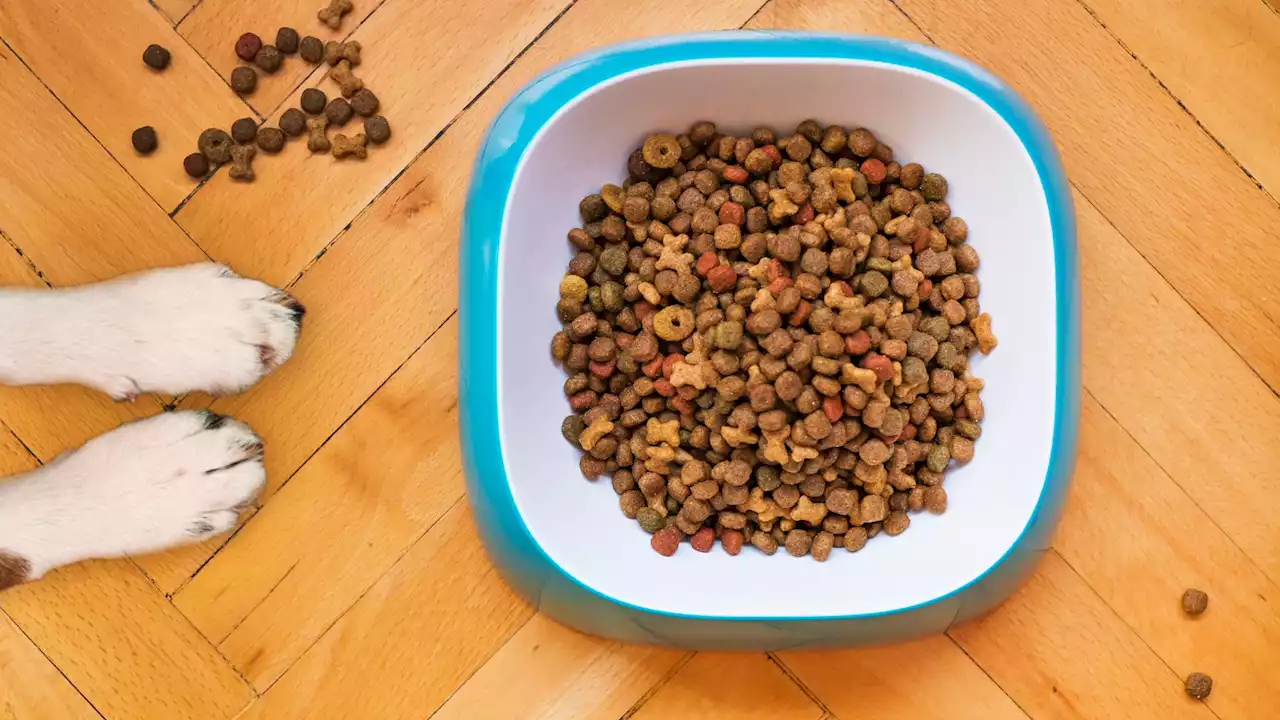 Chats et chiens: pourquoi il peut être difficile de trouver des croquettes pour vos animaux