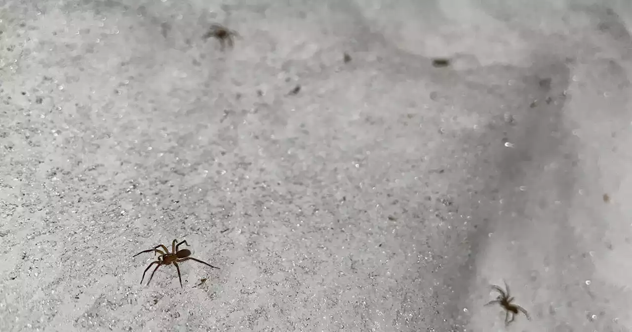 Canadian man discovers snowbank full of spiders and it's as terrifying as it sounds