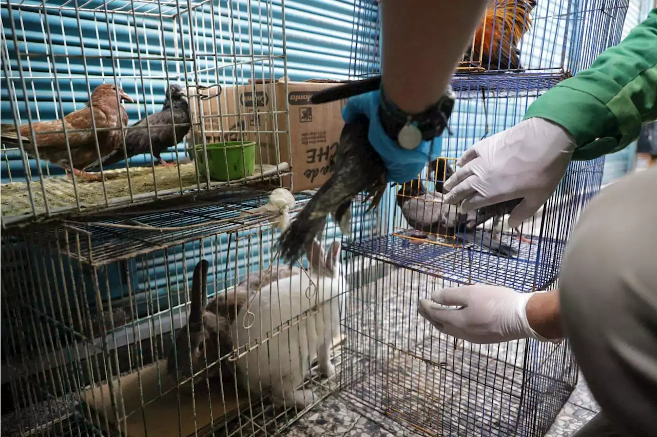 167 animales fueron rescatados en la plaza distrital de mercado El Restrepo