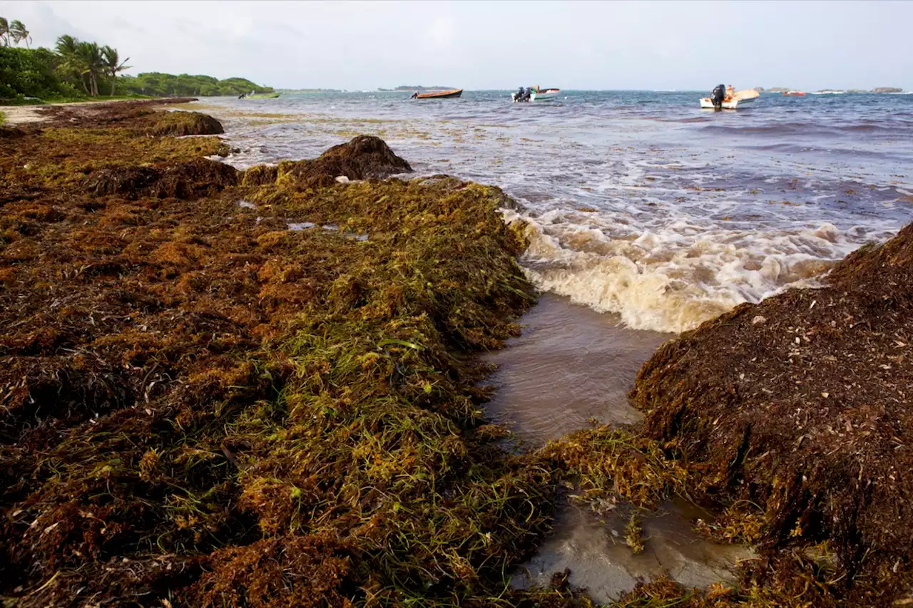 Une masse d'algues, grande comme deux fois les Etats-Unis, dérive vers les côtes américaines