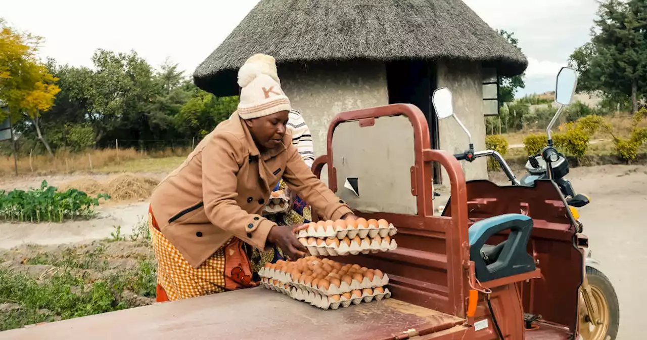 Agriculture. Au Zimbabwe, les jeunes diplômés font leur retour à la terre