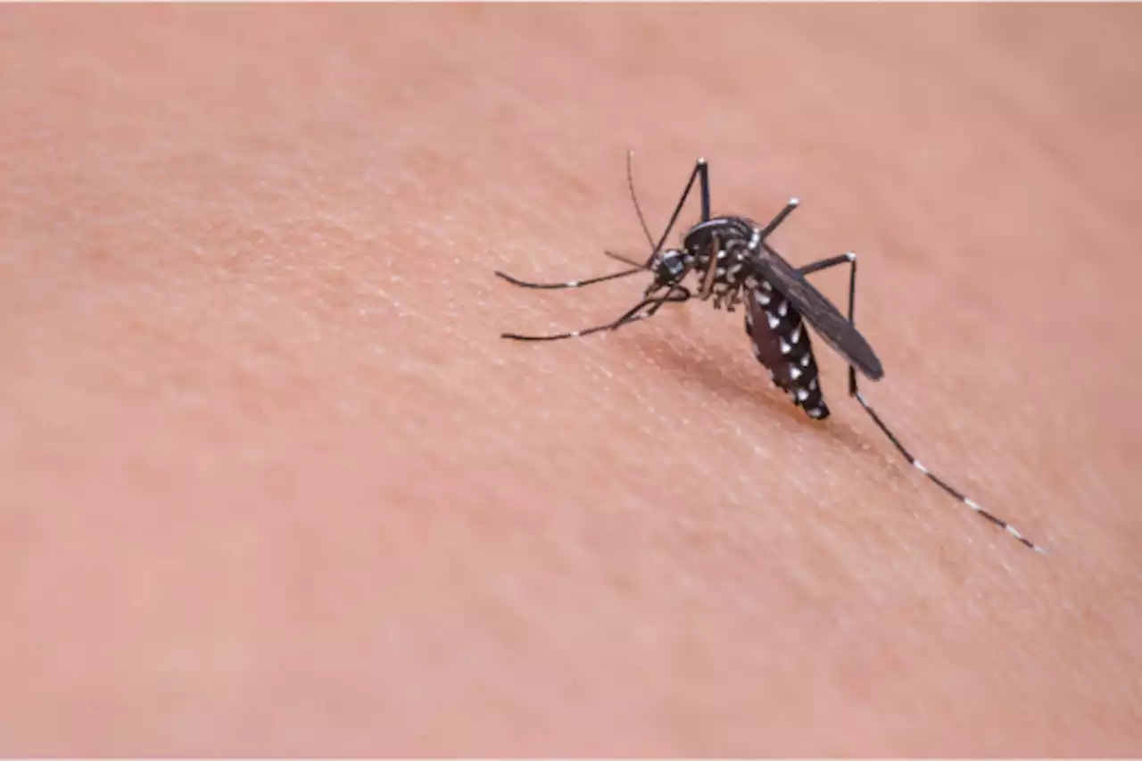 Dengue epidemic getting critical