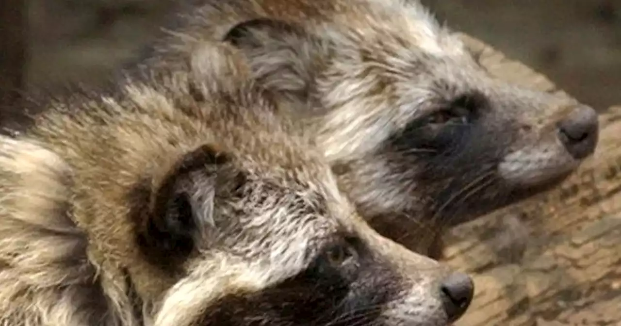 New COVID-19 origins data point to raccoon dogs in China market