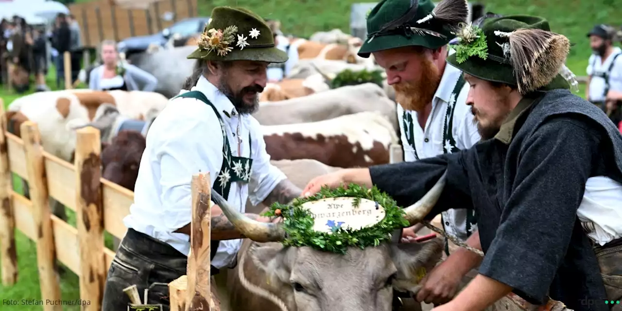 Weltrekord-Versuch im Kuhschellenläuten im Allgäu