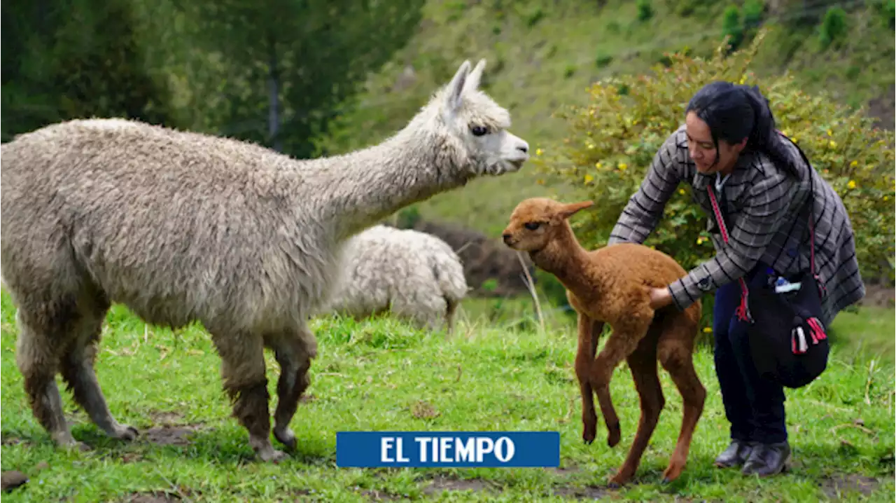 Las alpacas regresan a repoblar la frontera andina de Colombia y Ecuador